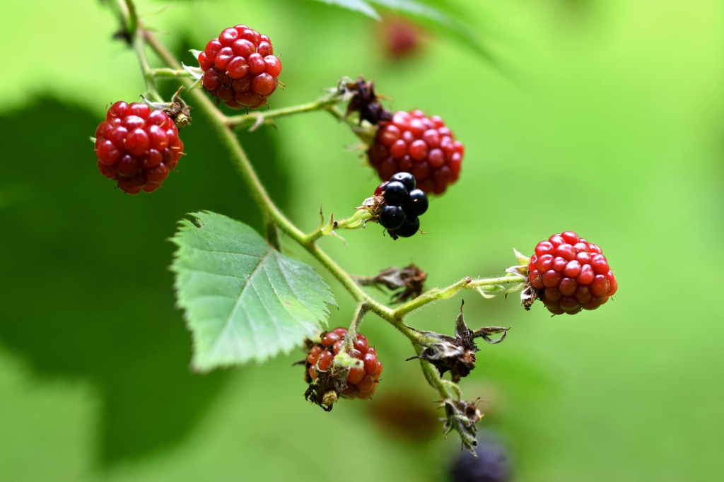 Designing a Healthy Berry Garden: Tips for Selecting and Growing Various Berry Plants